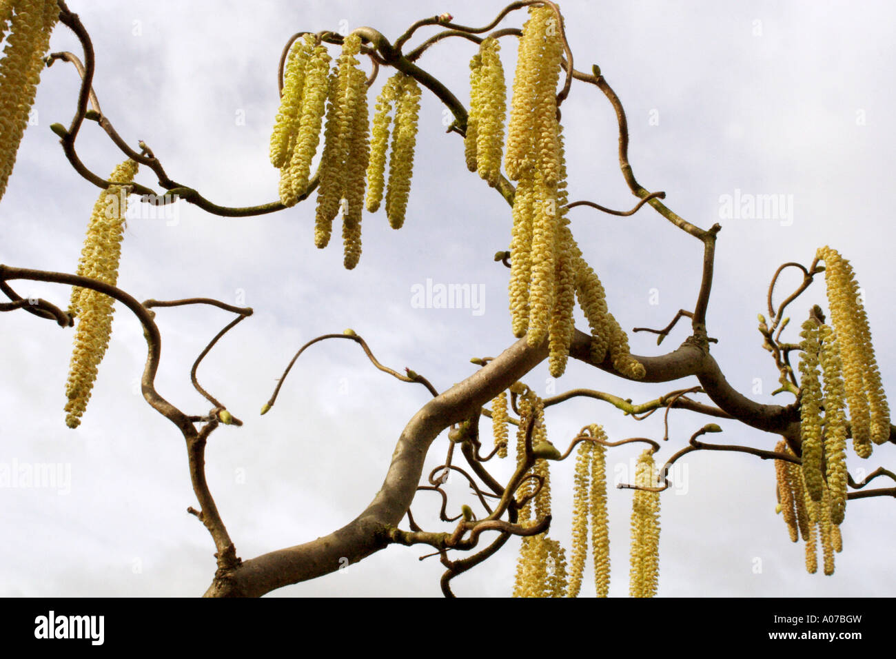 Corkscrew Hazel with catkins, Corylus avellana Contorta, UK (also known