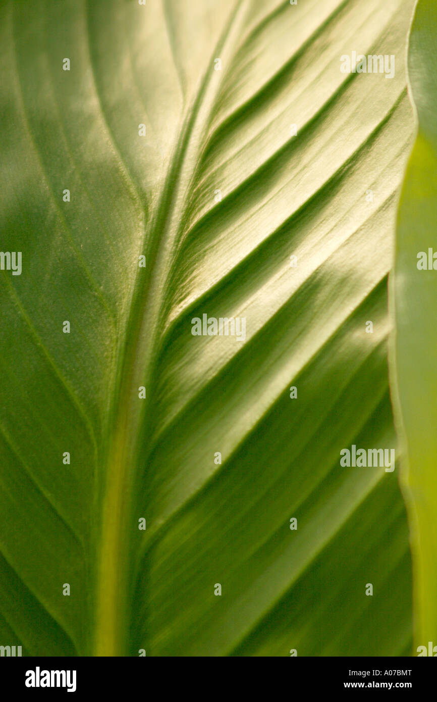 Japanese banana plant, Musa basjoo Stock Photo Alamy