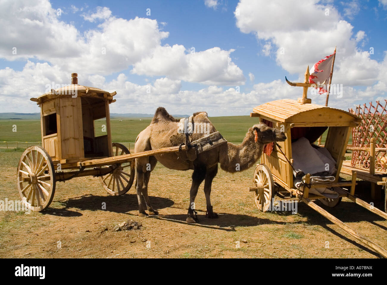 Mongolian Bactrian Camel with traditional wooden nomad cart Stock Photo