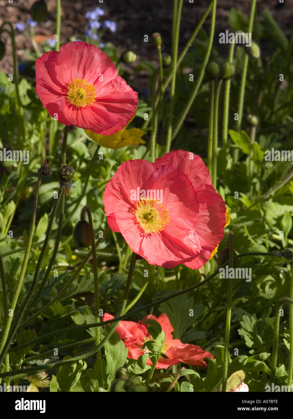 Close up of 2 sunlit deep pink Papaver Iceland poppy flowers Stock Photo