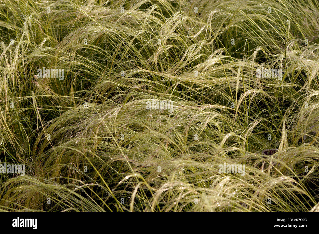 Feather Grass (Pony Tails), Stipa tenuissima Stock Photo