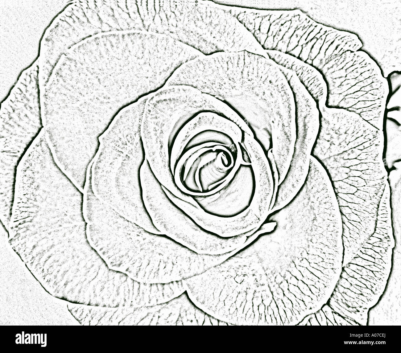 STUDIO  Rose enhanced to look like a lithograph Stock Photo