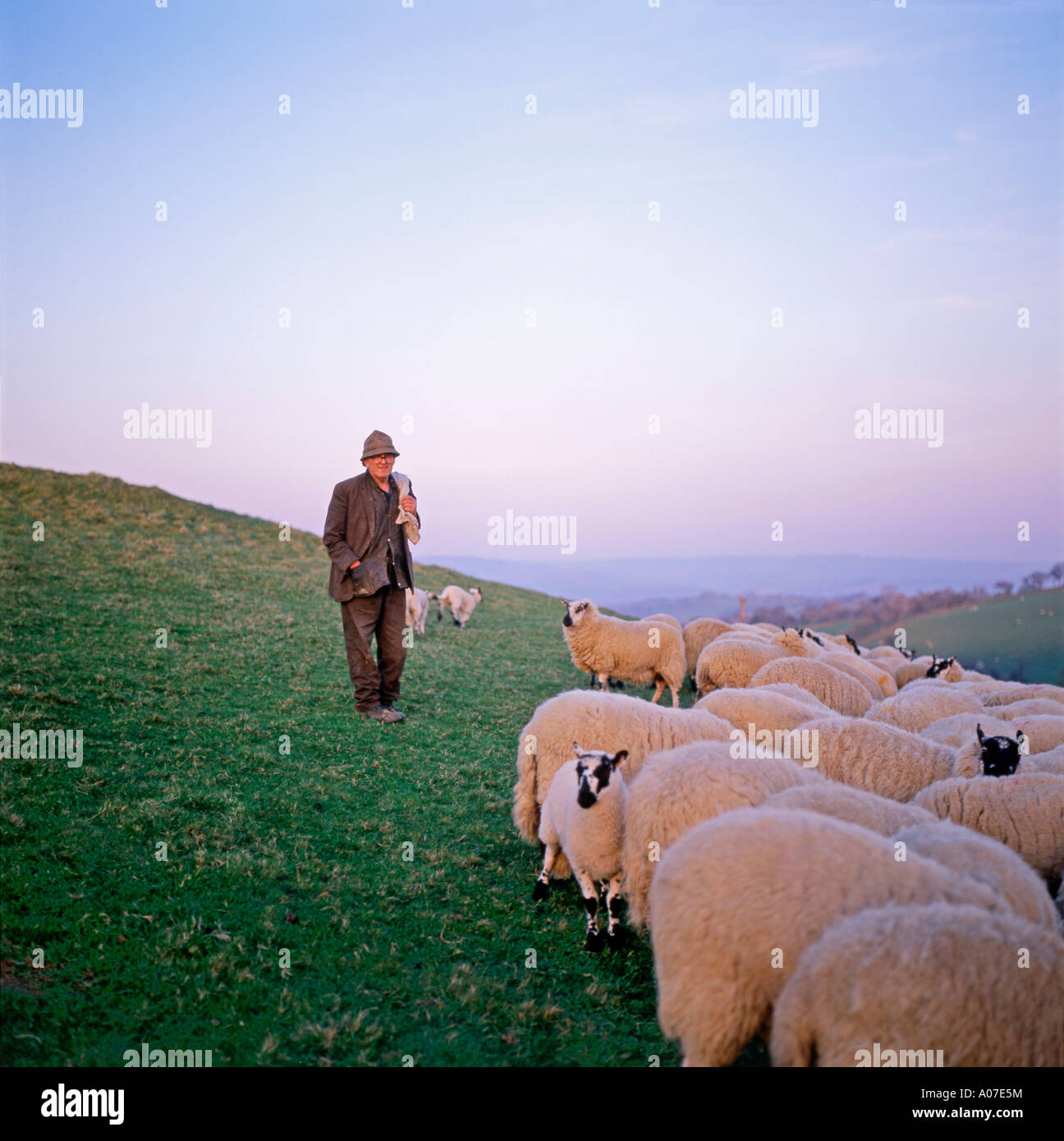 Elderly Welsh farmer Will Evans feeding his sheep and lambs in spring Llanwrda Carmarthenshire Wales UK   KATHY DEWITT Stock Photo