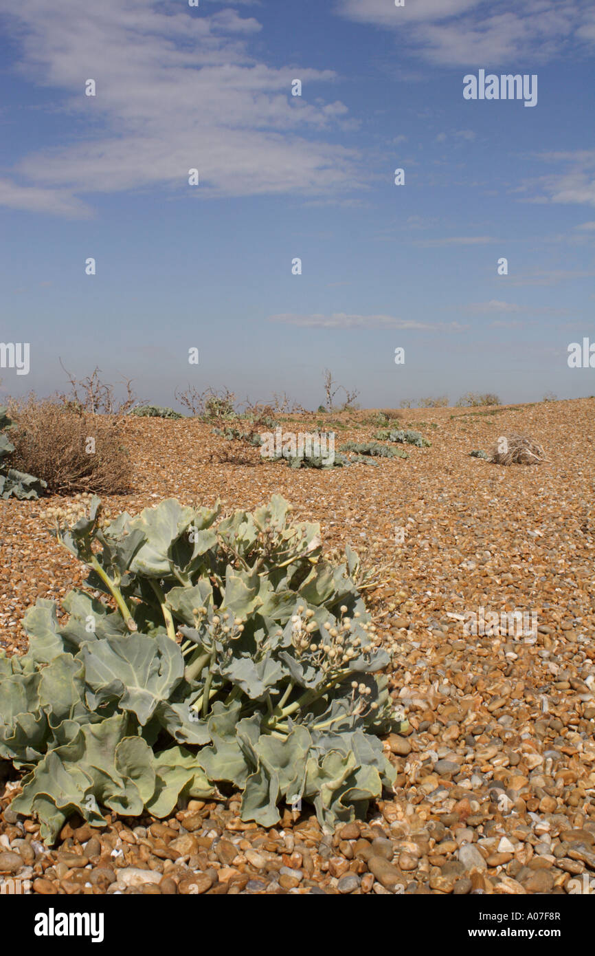 Sea Kale on Shingle Street, Suffolk, UK Stock Photo Alamy