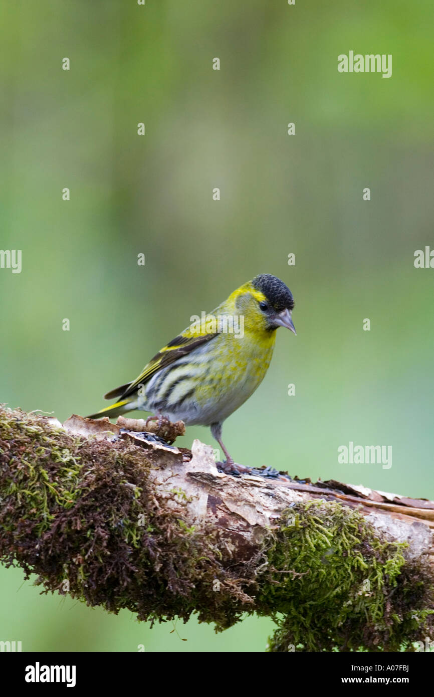 Siskin (Carduelis spinus) in woodland, Lochdon, Isle of Mull, Scotland, United Kingdom. Stock Photo