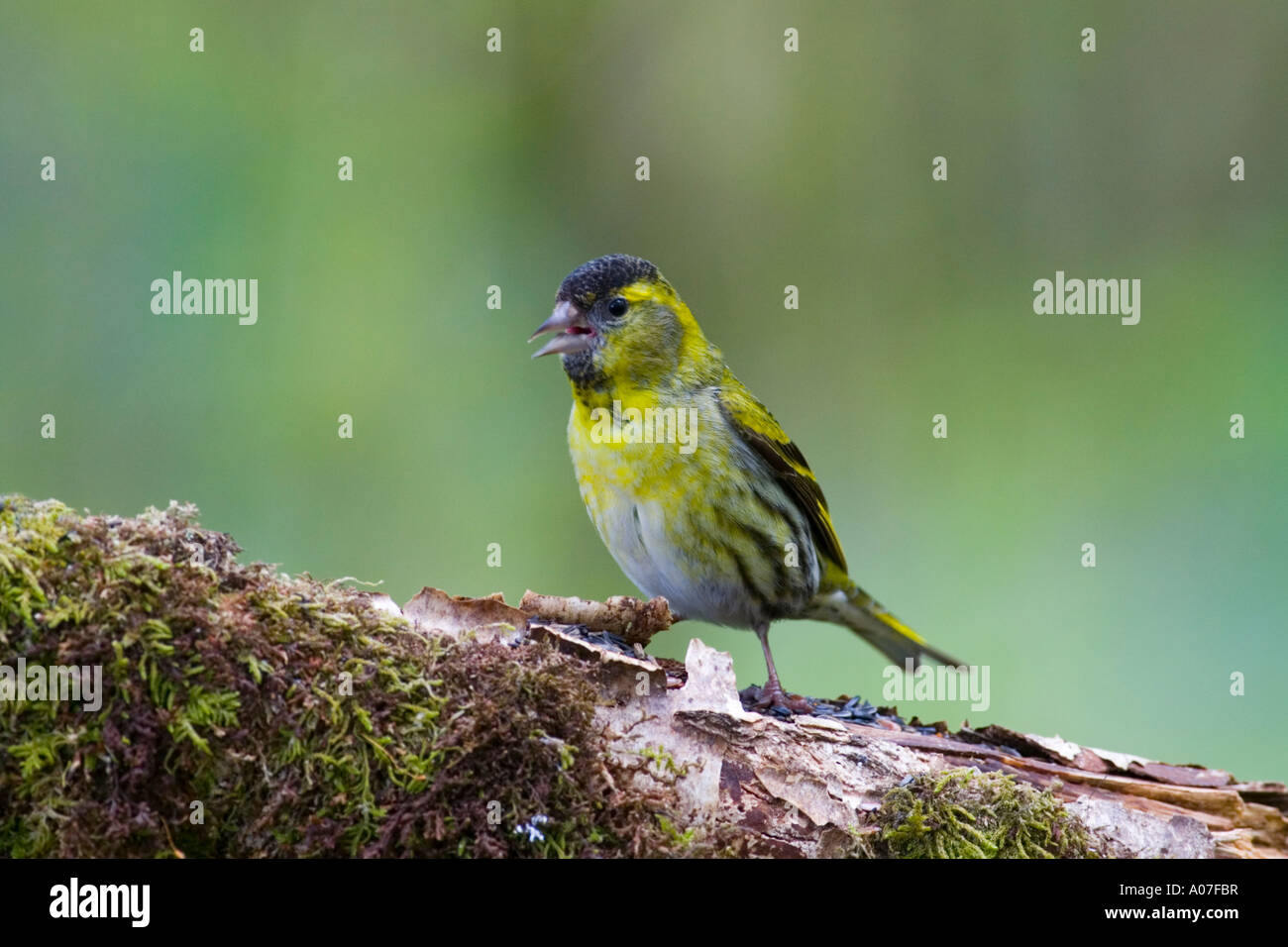 Siskin (Carduelis spinus) in woodland, Lochdon, Isle of Mull, Scotland, United Kingdom. Stock Photo