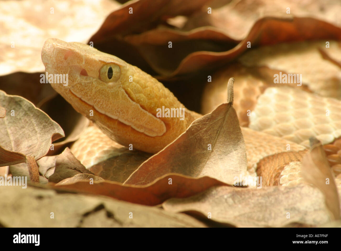 Copperhead snake camouflage hires stock photography and images Alamy