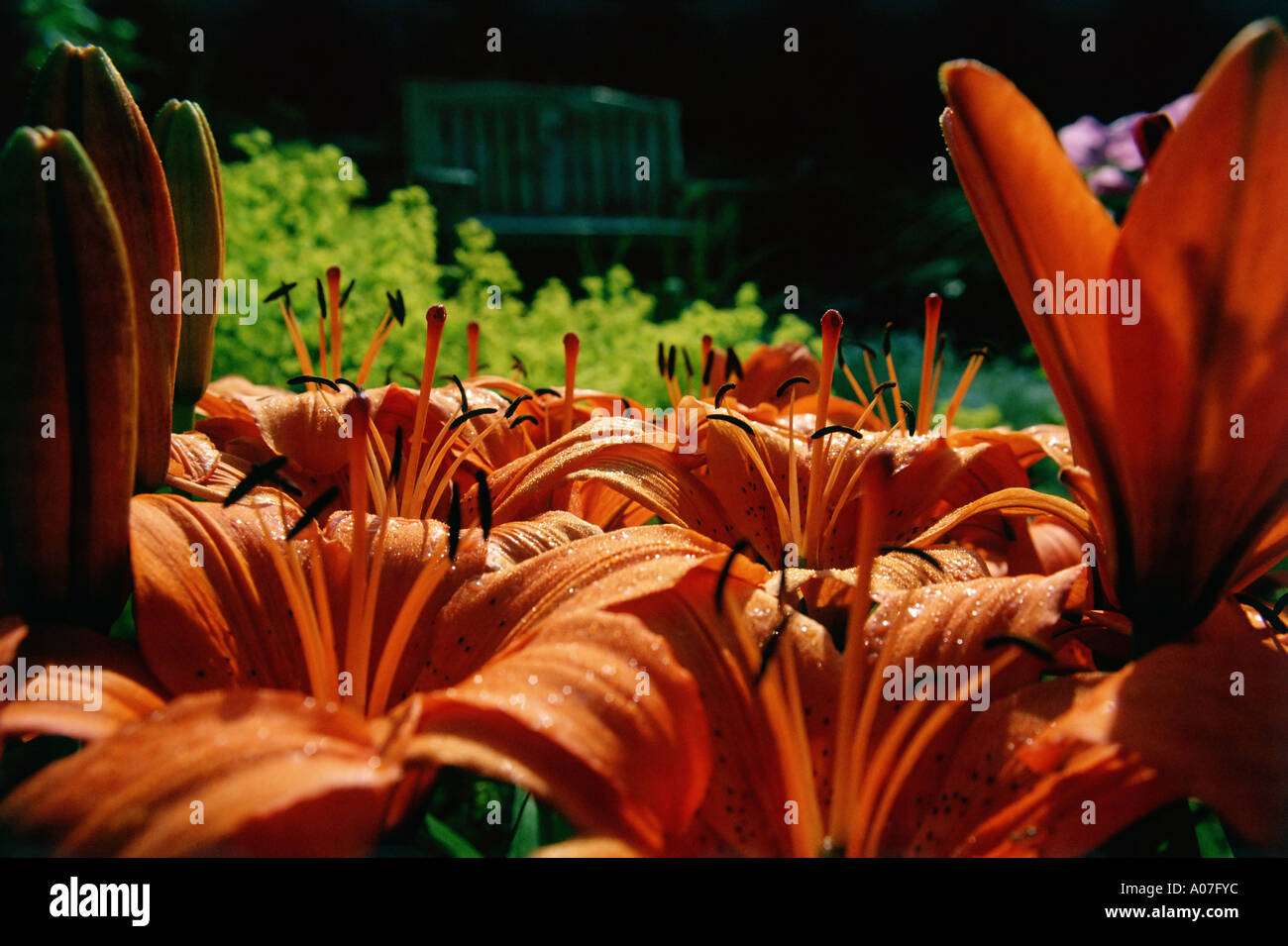 Fire King Lilies framing a wooden bench in the background. Stock Photo