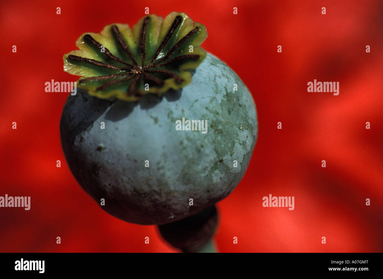 Poppy Close Closed bud flower hi-res stock photography and images - Alamy