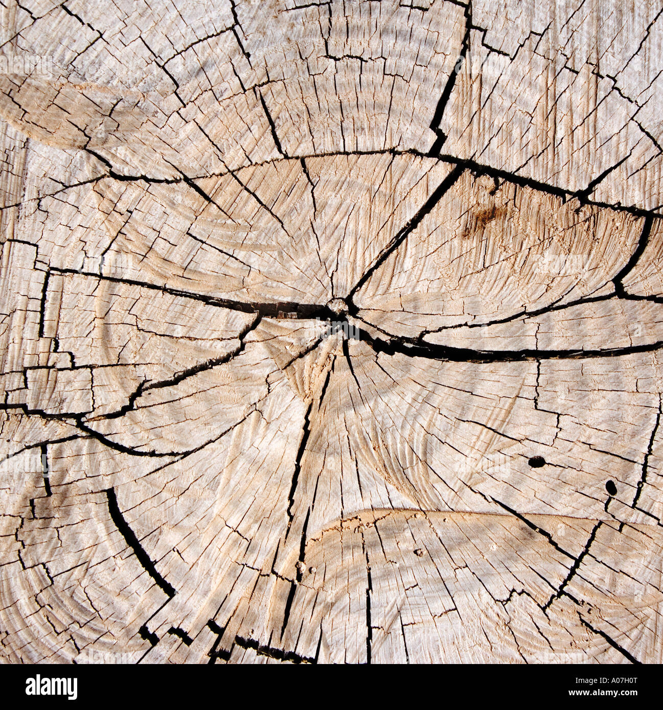 Forested textures hi-res stock photography and images - Alamy