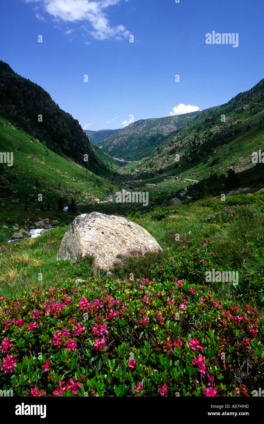 The Aston Valley, Ariege Pyrenees, France. With Alpenrose Rhododendron ...