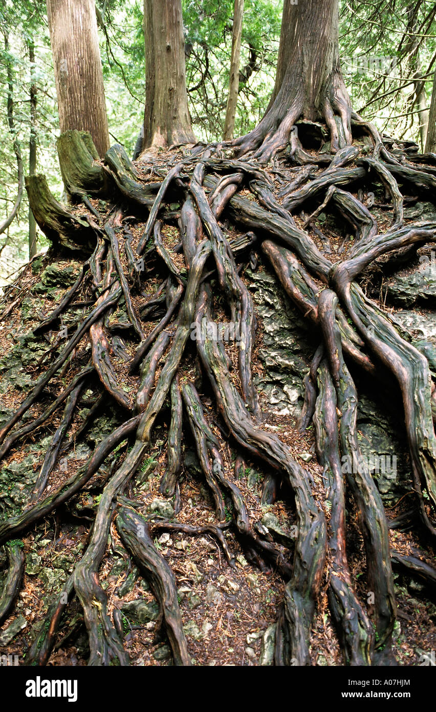 Tree roots growing down a slope Ontario Canada Stock Photo Alamy