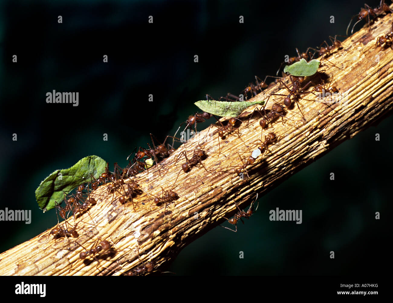 Ants carrying sections of leaf back to nest Stock Photo
