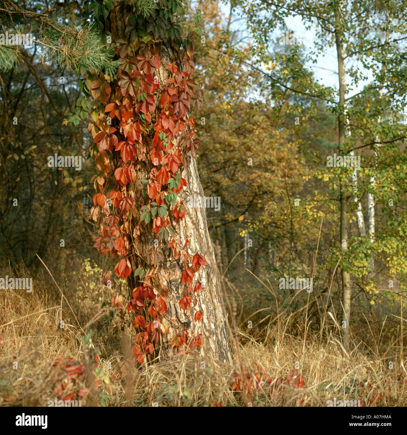 Branch of red, autumn vine on the pine tree Stock Photo