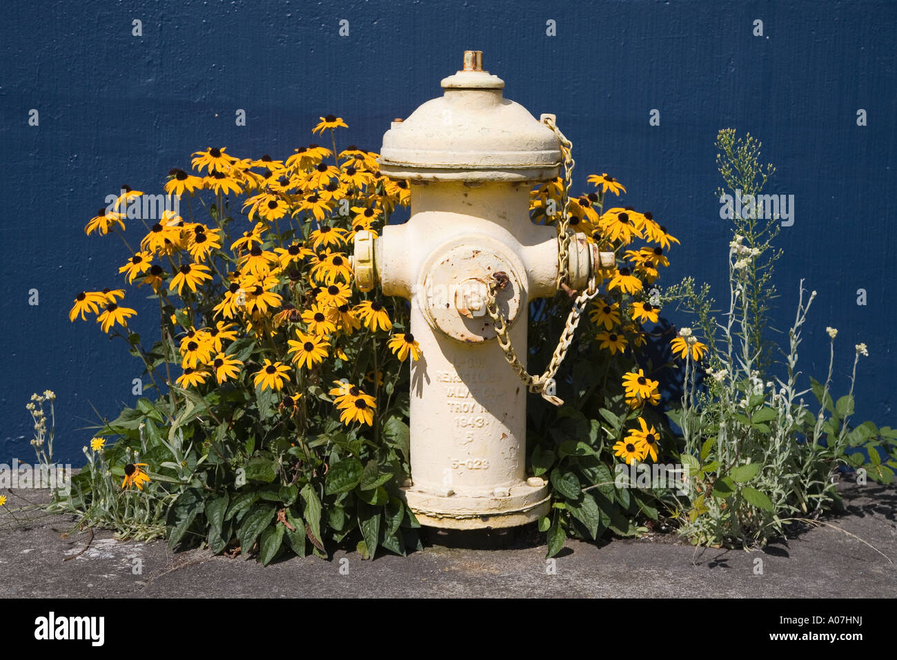 Fire hydrant with Black eyed Susan Rudbeckia hirta wildflowers Seattle USA Stock Photo