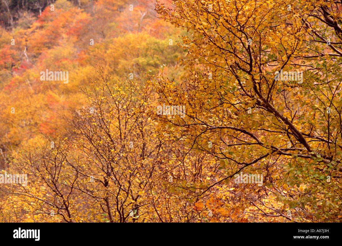 AUTUMN COLOURS ON BRANCHES AND ACROSS CANOPY SMUGGLERS NOTCH VERMONT Stock Photo