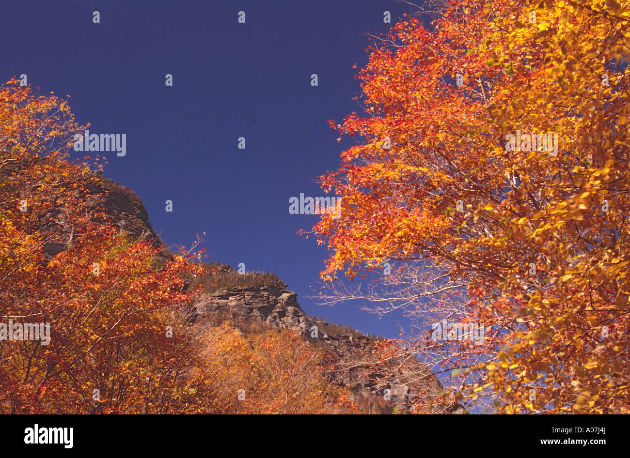 COLORFUL TREES AGAINST BLUE SKY IN THE FALL AT SMUGGLERS NOTCH STOWE VERMONT Stock Photo