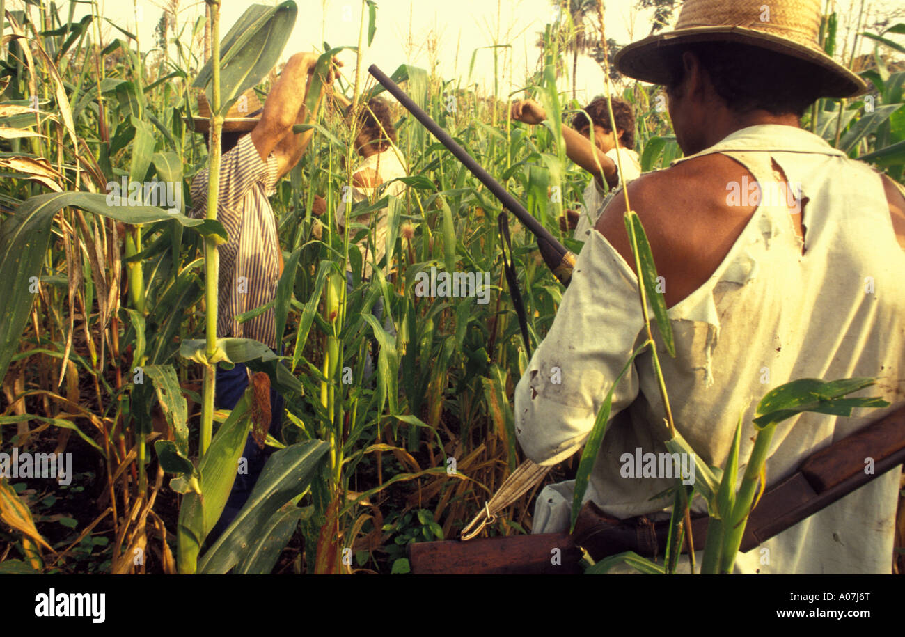Amazon, Brazil. Squatters working in the field with guns for protection against landowner´s contracted gunmen. Stock Photo