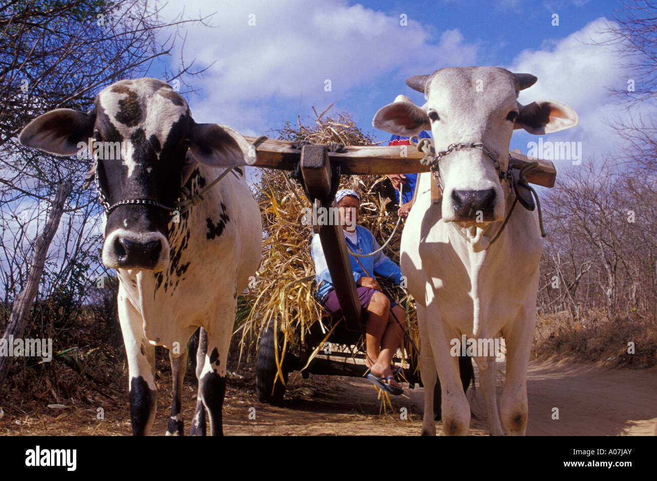 Strong woman drives a cattle cart in backwoods Brazil, Pernambuco State. Daily life in Brazilian Sertao. Stock Photo