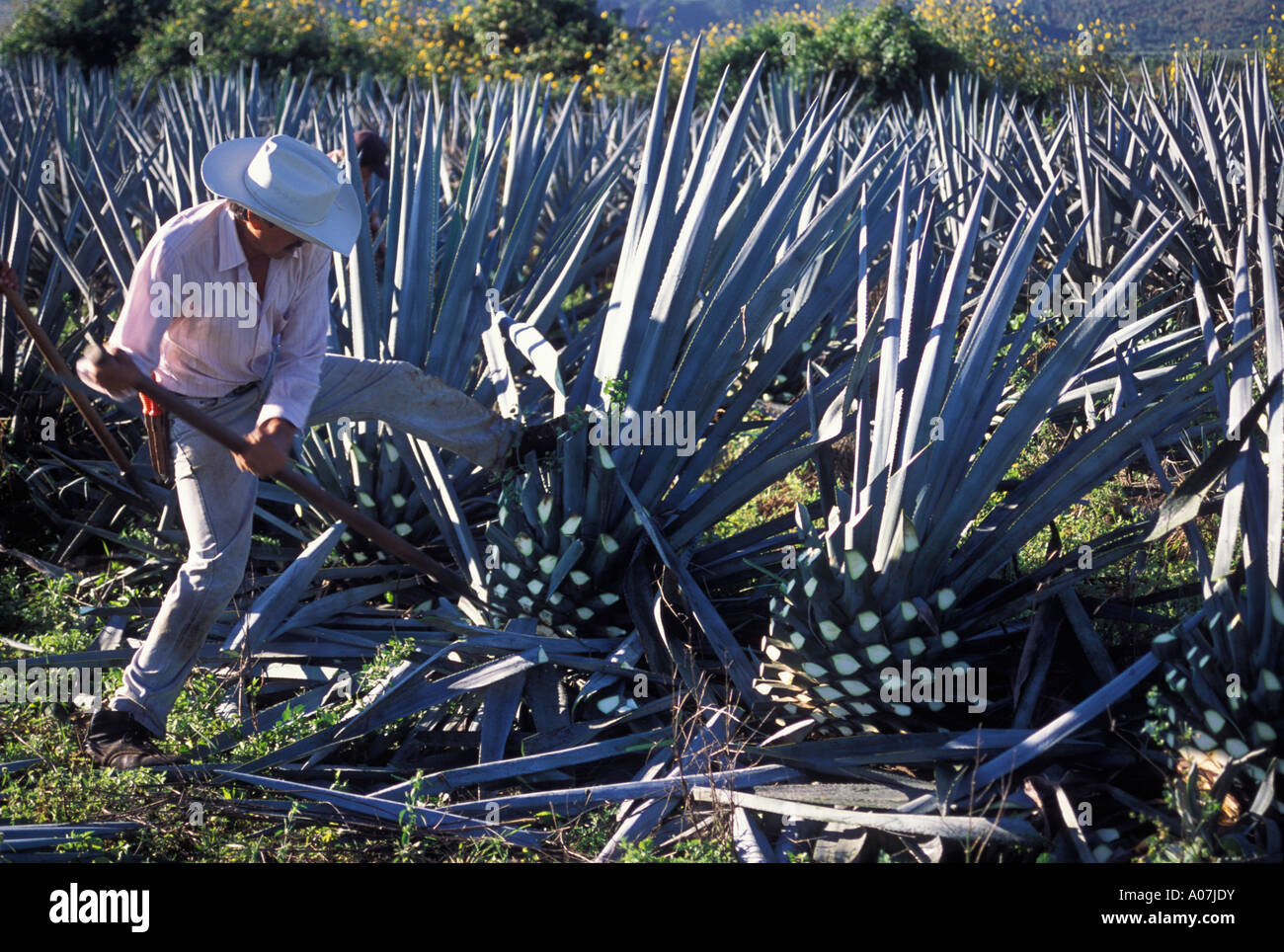 Mexico Jalisco State blue agave pine cone harvesting jima at Tequila Valley  Stock Photo - Alamy