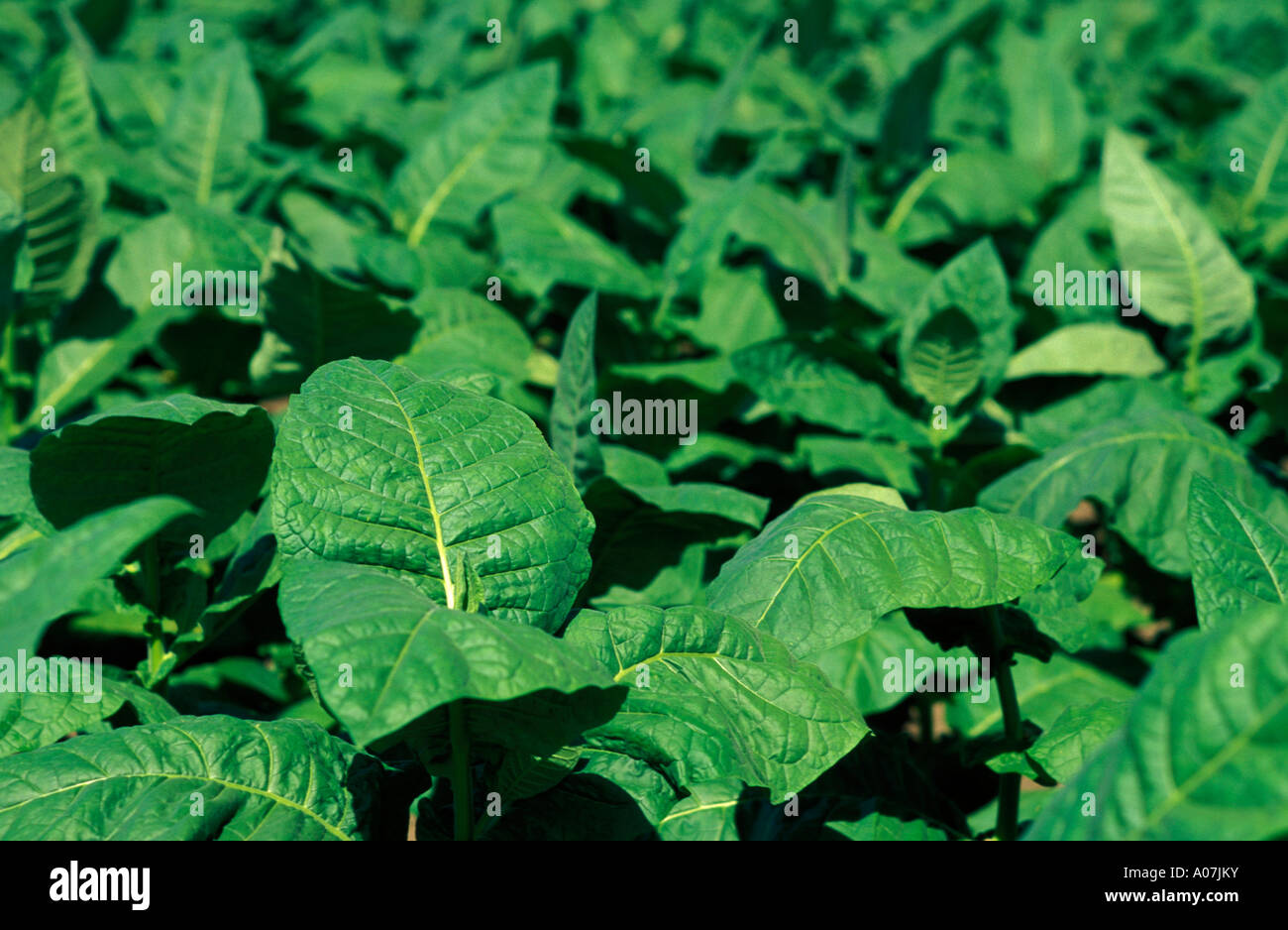 Tobacco plantation. Bahia State, Brazil Stock Photo - Alamy