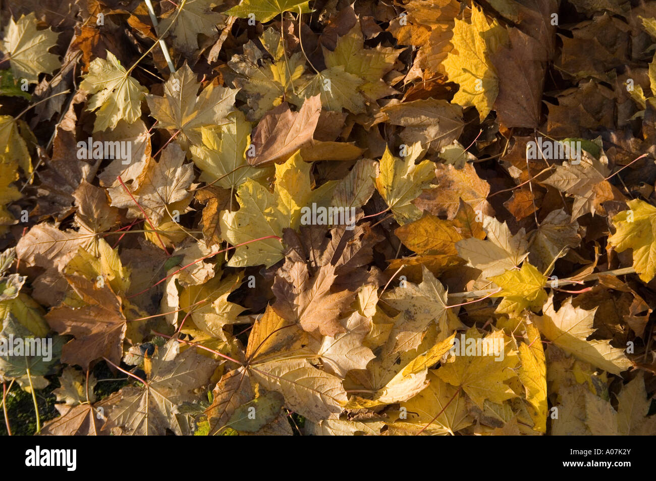 Shades of yellow and russet in the fallen autumn leaves of a sycamore tree Stock Photo