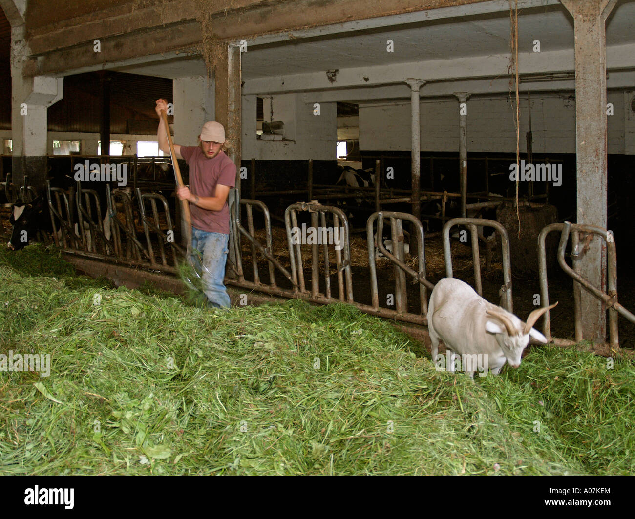 Goat farmer fresh hi-res stock photography and images - Alamy