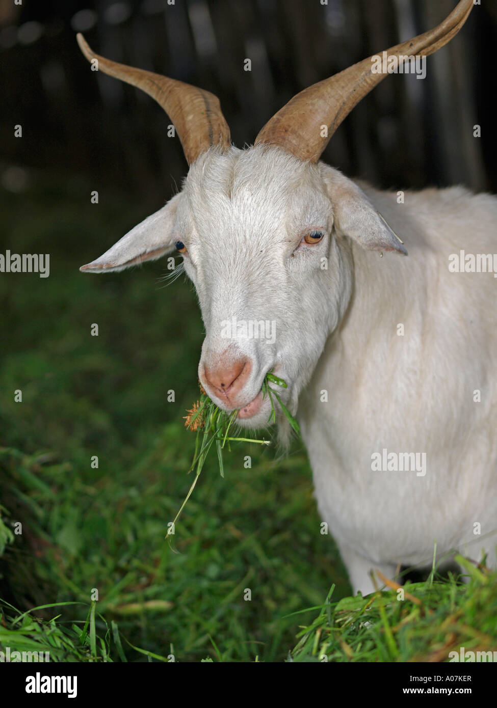 Goat Eating Grass Not Field High Resolution Stock Photography and
