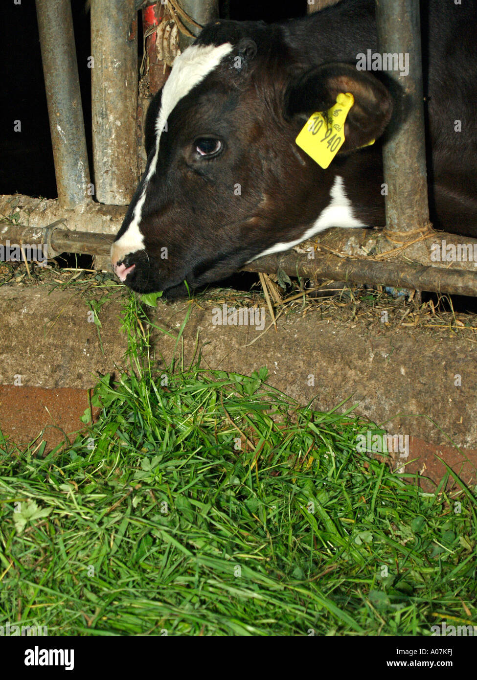 calf in cowshed eating fresh hay Stock Photo Alamy