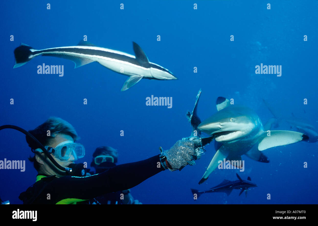 Feeding of blacktip reefsharks Carcharhinus melanopterus French