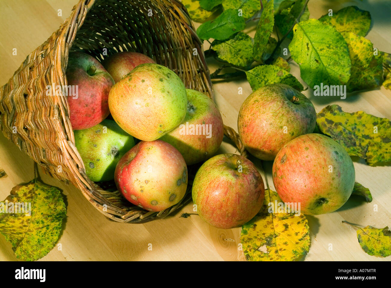 Bio Organic Apples In A Basket Cornucopia Stock Photo Alamy Bio Organic Apples In A Basket Cornucopia Stock Photo Alamy