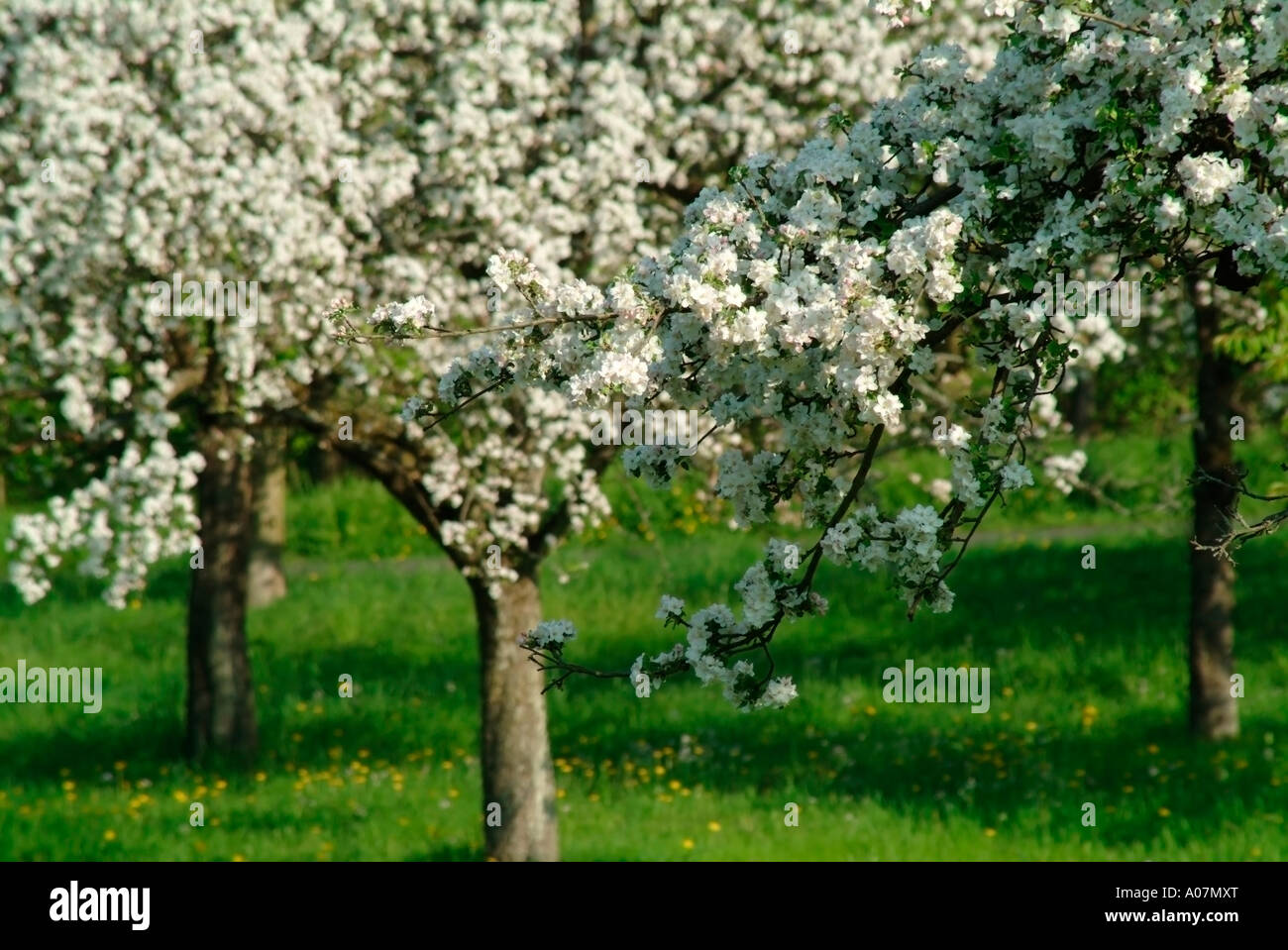 Meadow full of trees hi-res stock photography and images - Alamy