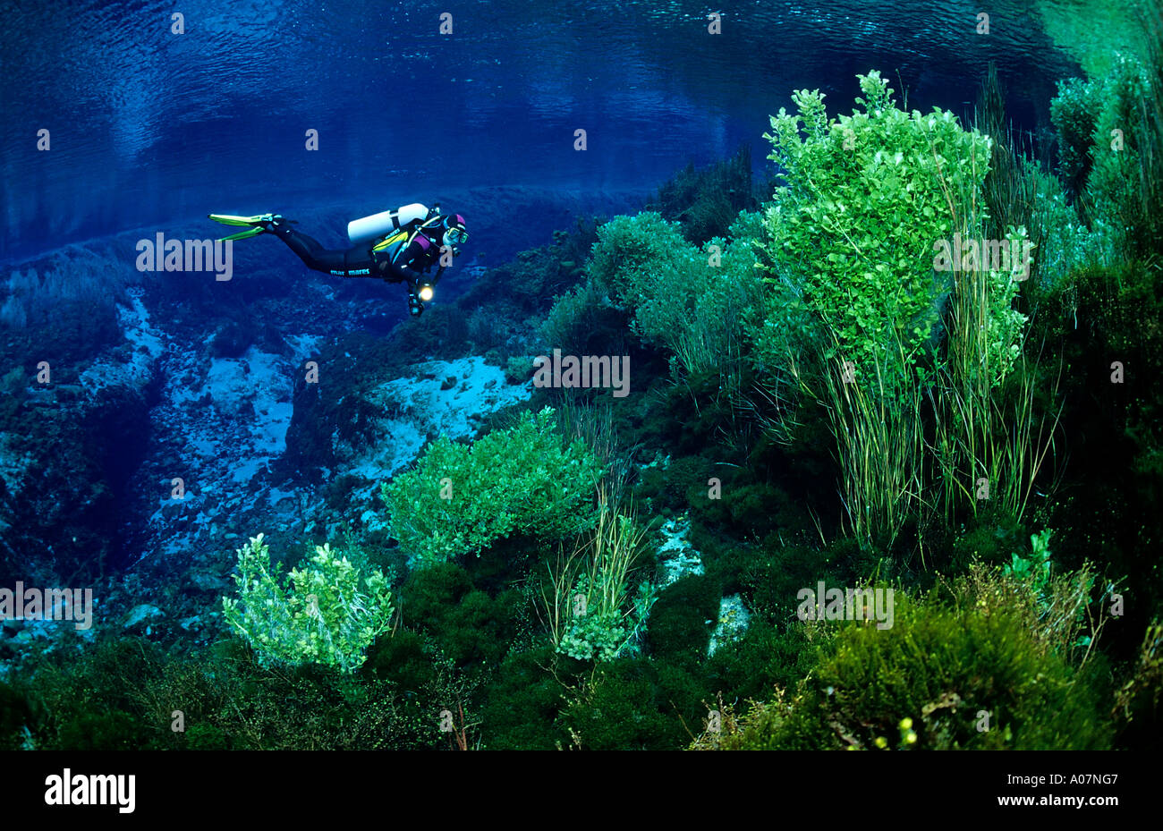 Diver in crystal clear water of Pupu Springs New Zealand Freshwater Stock Photo