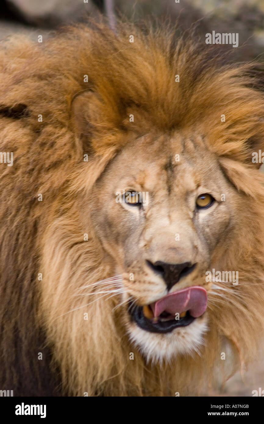 Male African Lion licking his face, Panthera Leo. Hungry