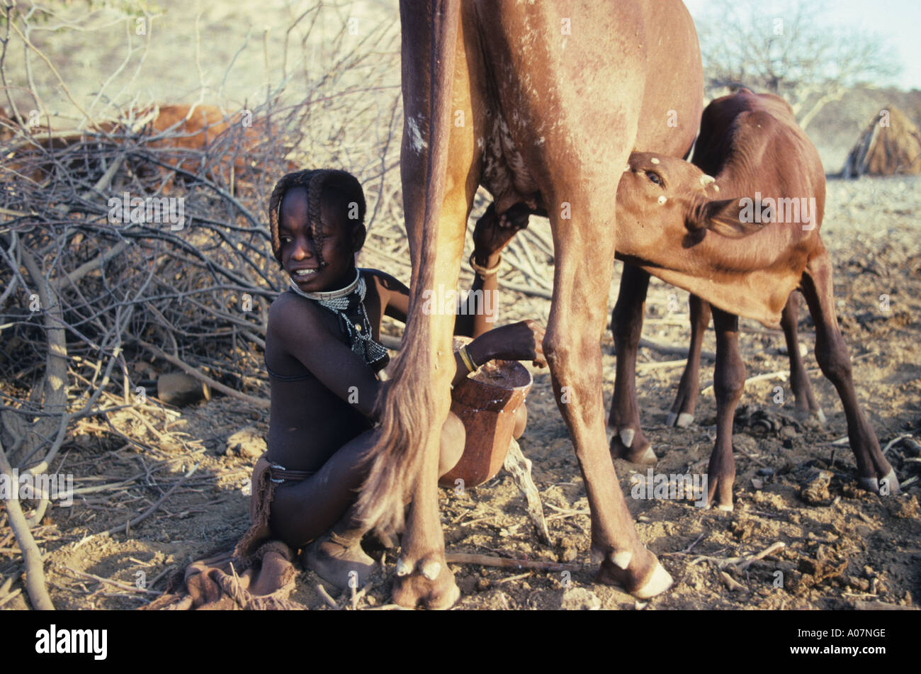 Himba Girl Milking Cow Damaraland Namibia Stock Photo