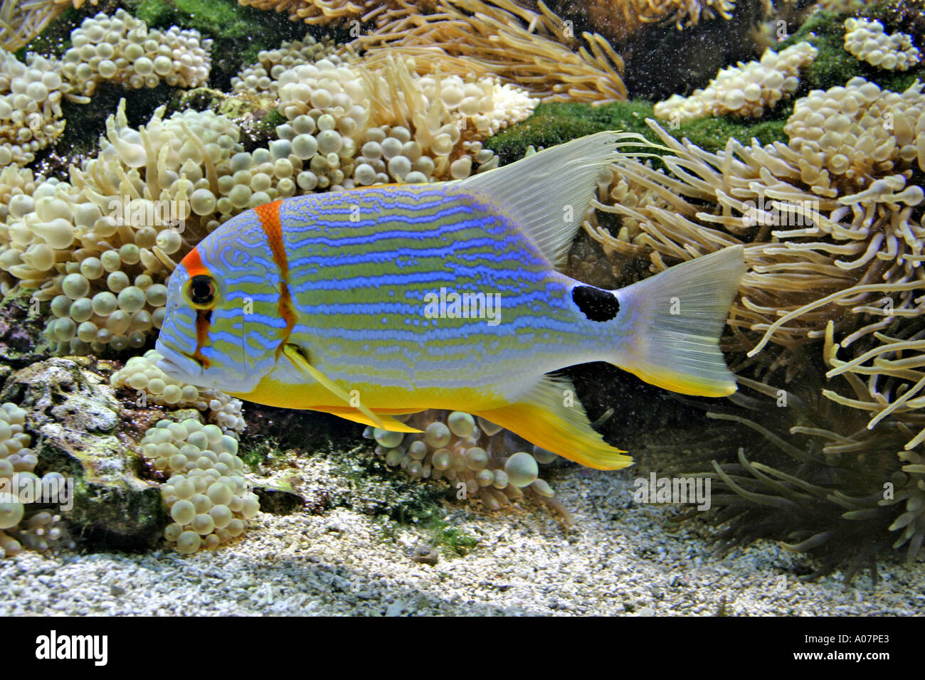Blue lined Sea Bream Symphorichthys spilurus Stock Photo
