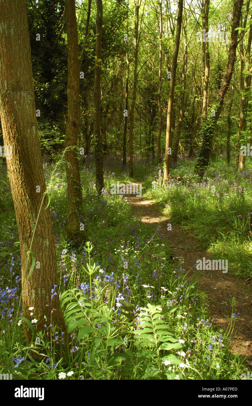 Path through bluebells and wild flowers in woodland Forest of Bere