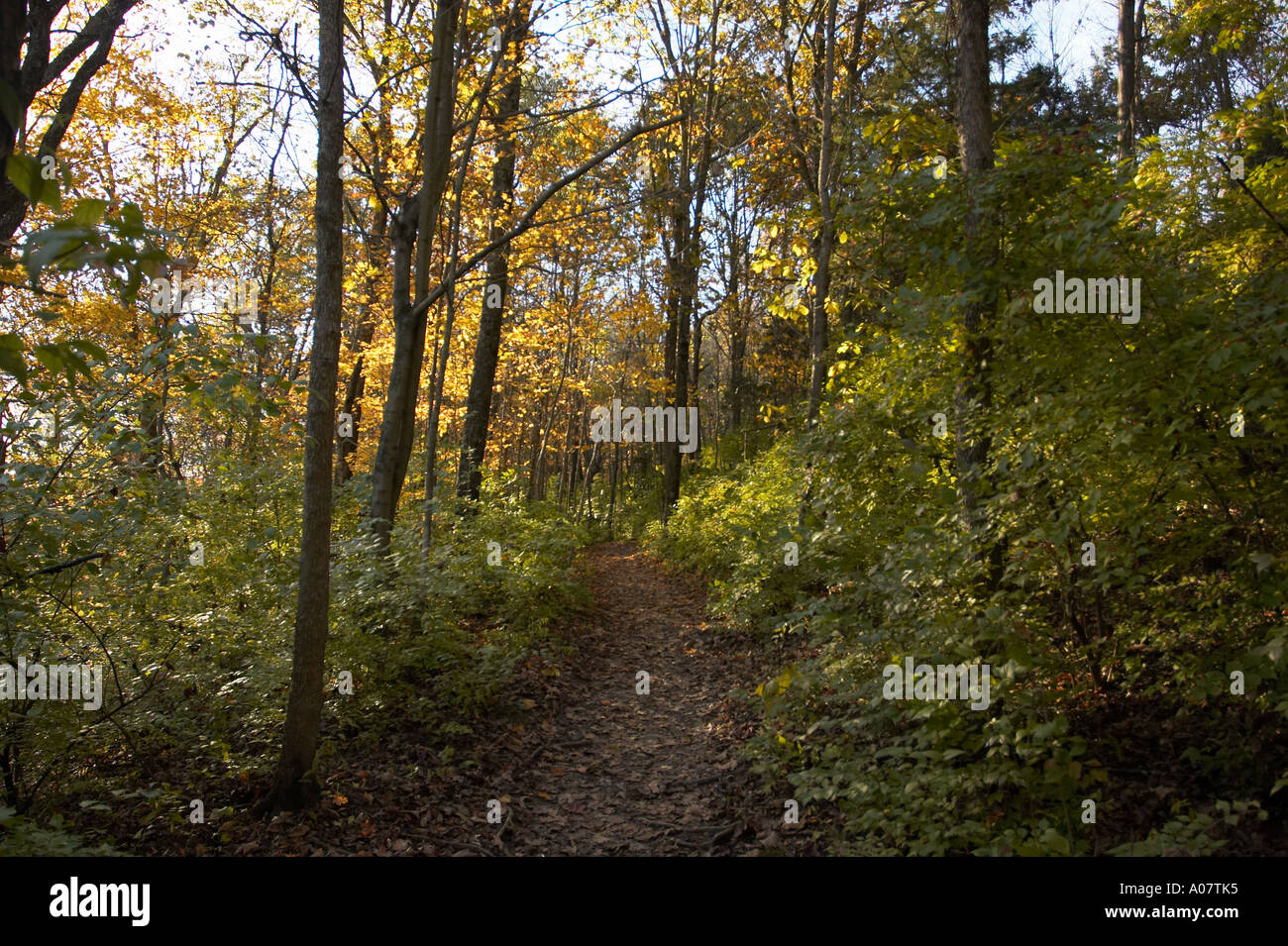 Gentle fall sunlight in forest hi-res stock photography and images - Alamy