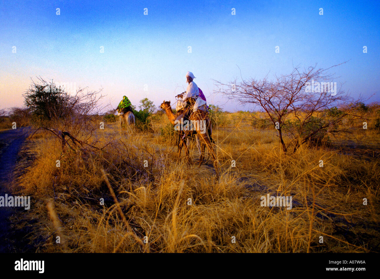 Sudan Nomad on Camel And Scrub Desert in Early Morning Stock Photo