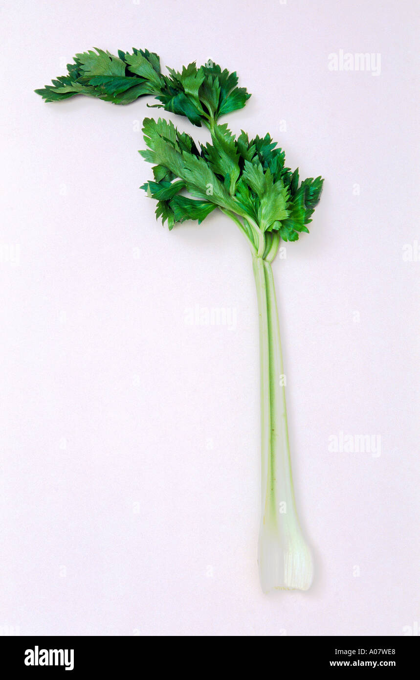 Celery Stalk Leaf Stock Photo Alamy