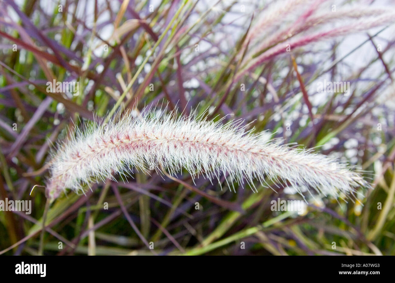 Purple fountain grass hi-res stock photography and images - Alamy