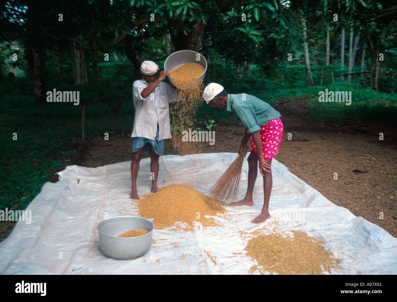 Mankotta Kerala India Winnowing Rice on Farm Stock Photo