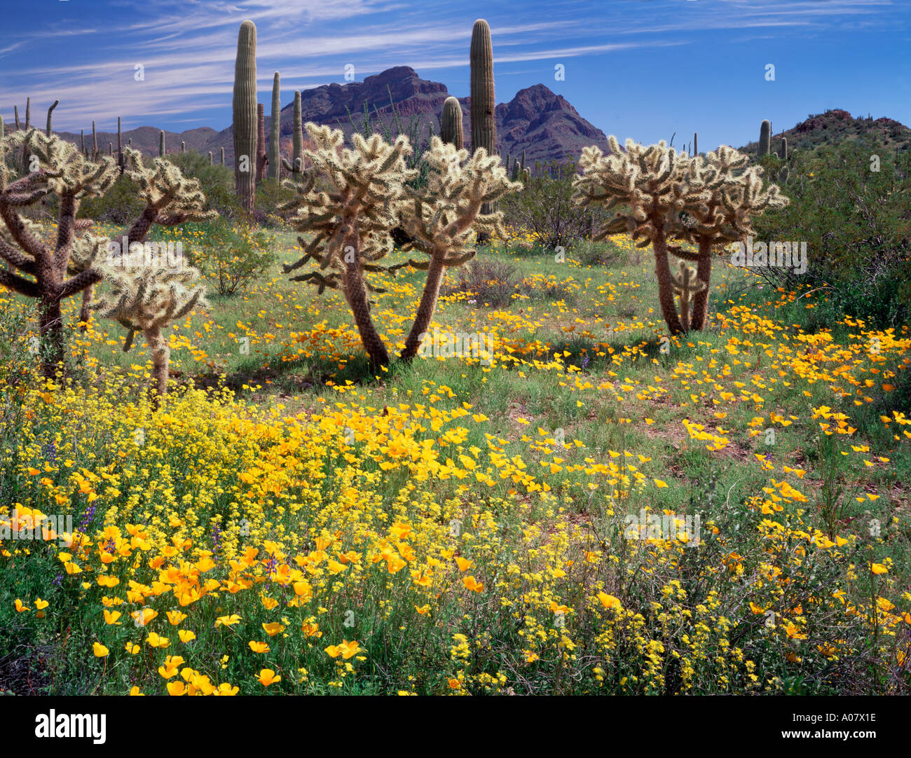 Sonoran Desert National Monument Wildflowers