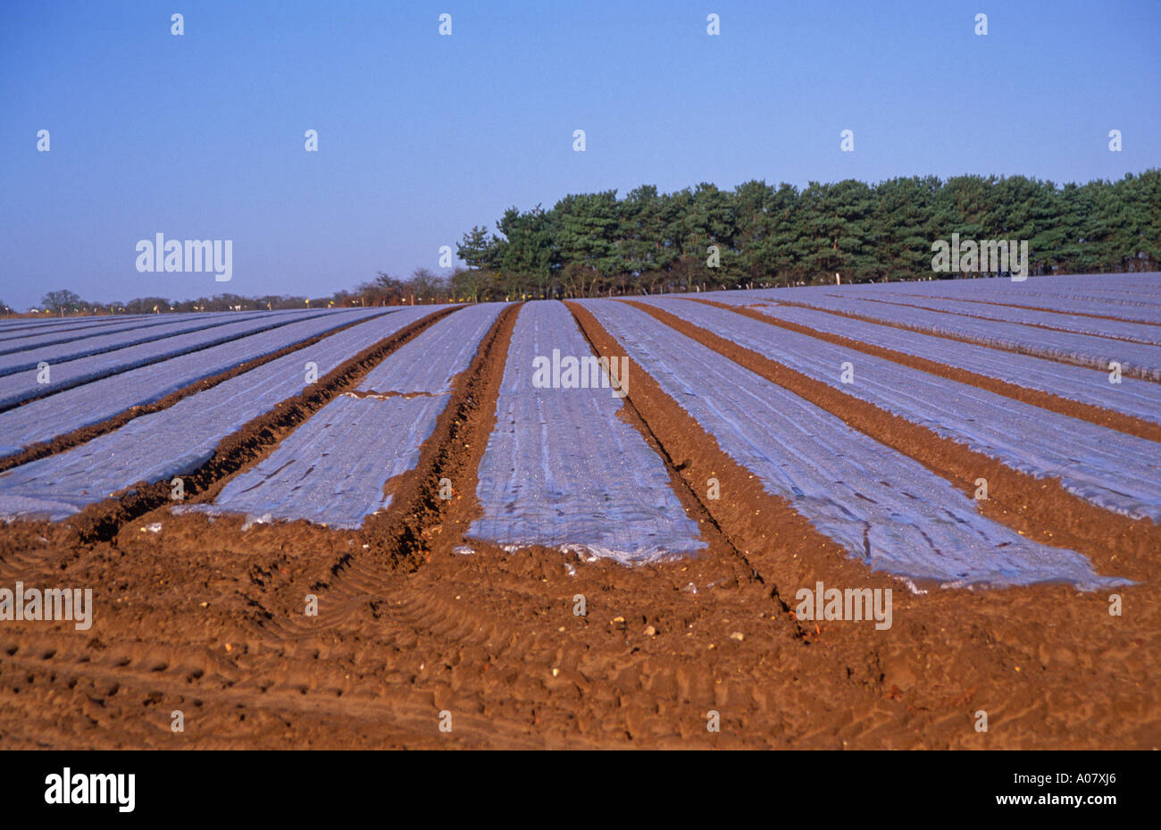 Potatoes growing under fleece hi-res stock photography and images - Alamy