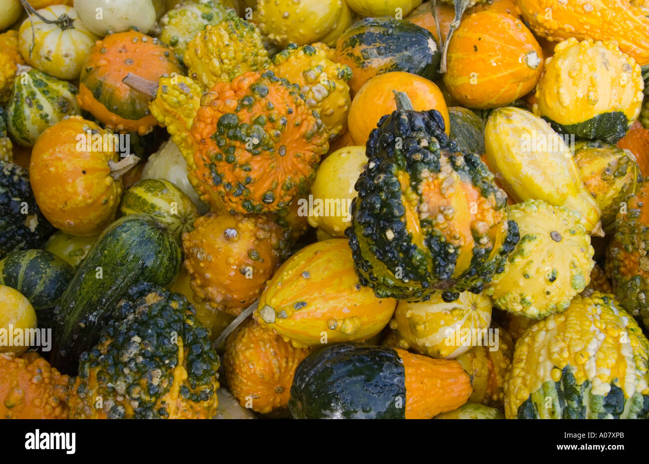 squash detail bumps Stock Photo Alamy