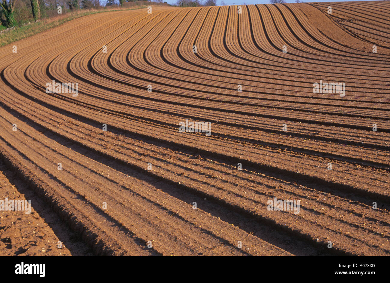 Pattern formed by ploughing sandy soil Suffolk Sandlings England Stock Photo