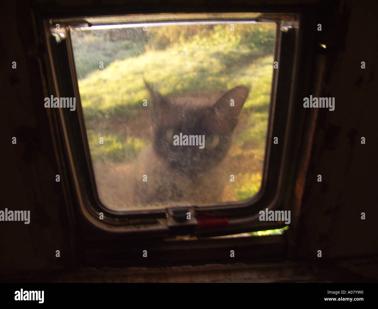 Brown burmese kitten looking into house through catflap Stock Photo