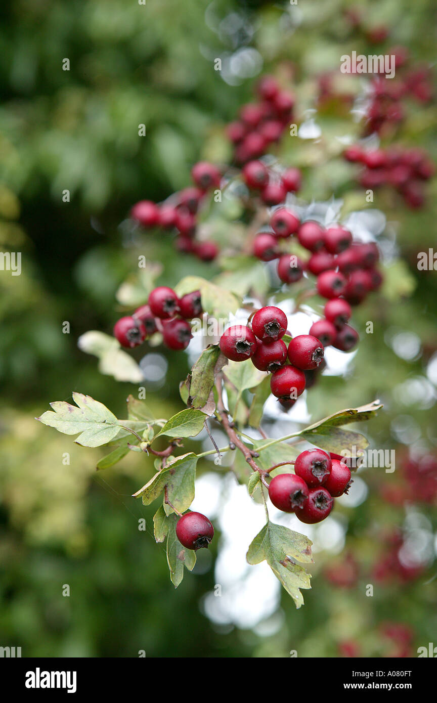rosehips in winter christmas hedge in an upright format occurring naturally in the rural environment Greetings cards concepts Stock Photo