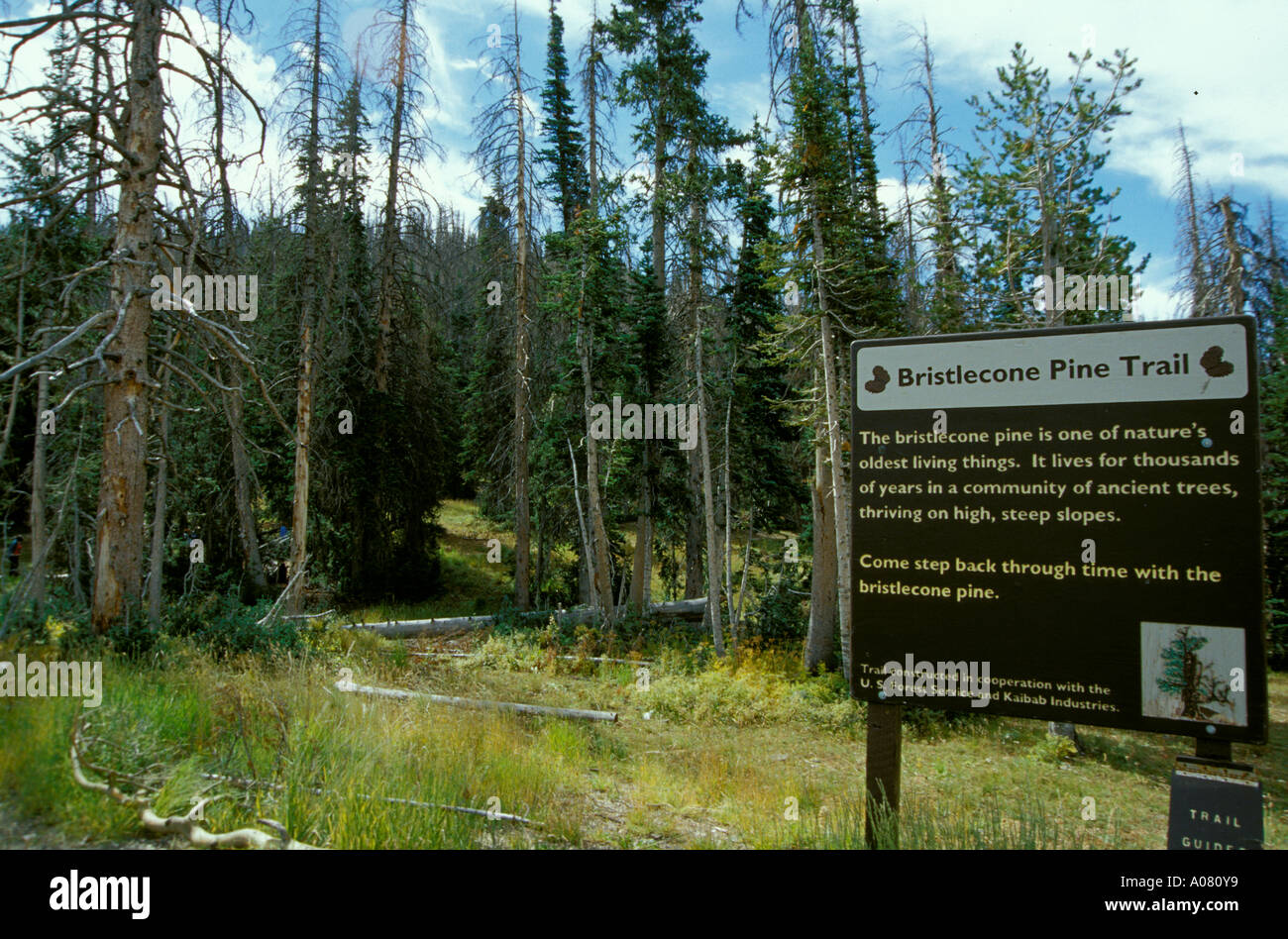 Bristlecone Pine Trail Dixie National Forest Utah UT SW USA Stock Photo
