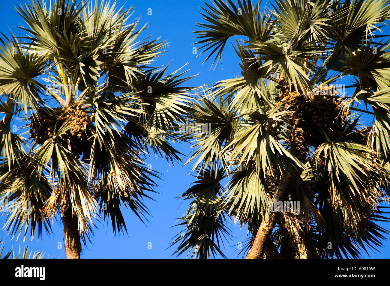 Egypt palm trees palms hires stock photography and images Alamy